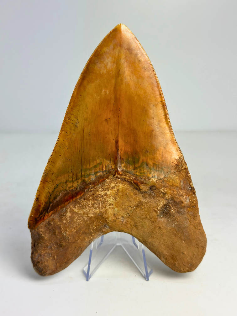 Dent de Megalodon "Fine Sand" (Indonésie) - 15,1 cm (5,94 inch)