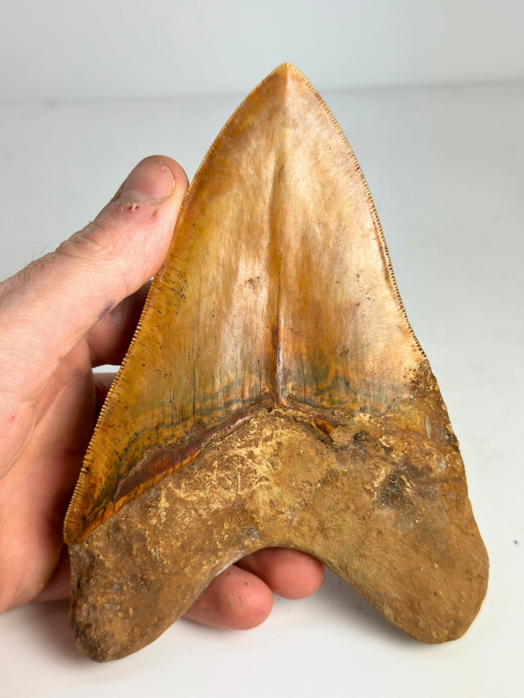 Megalodon tand "Fine Sand" (Indonesië) - 15,1 cm (5,94 inch)