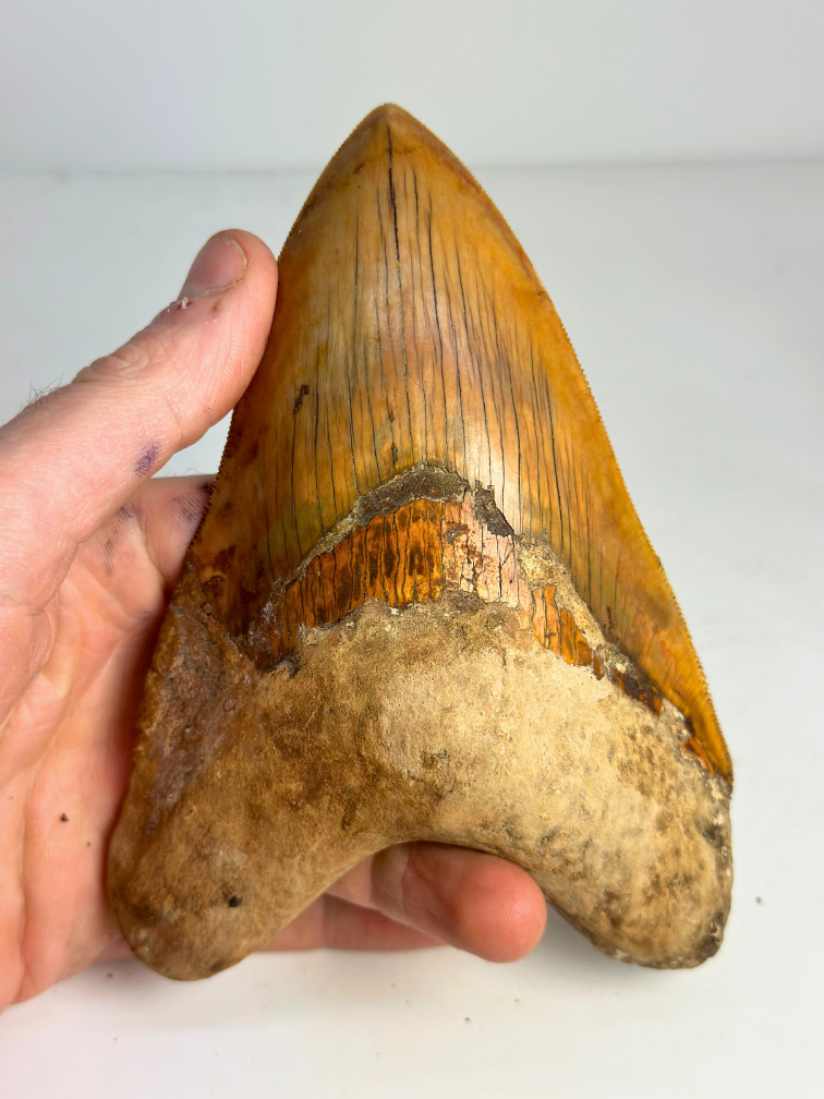 Megalodon tand "Fine Sand" (Indonesië) - 15,1 cm (5,94 inch)