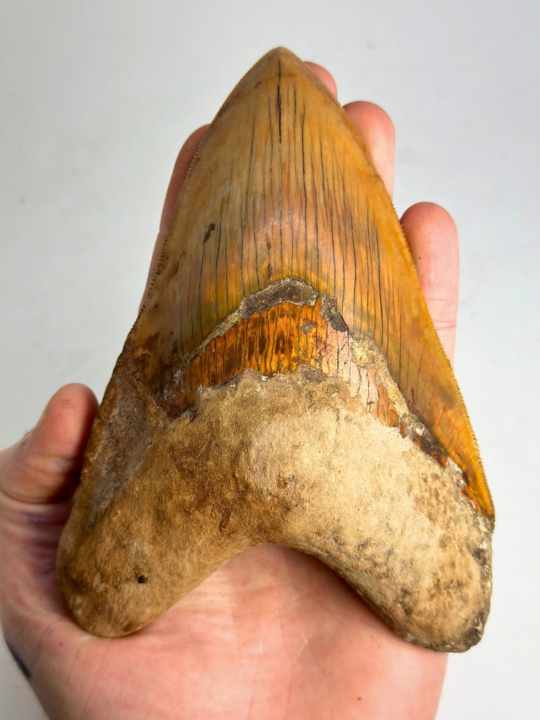 Megalodon tand "Fine Sand" (Indonesië) - 15,1 cm (5,94 inch)