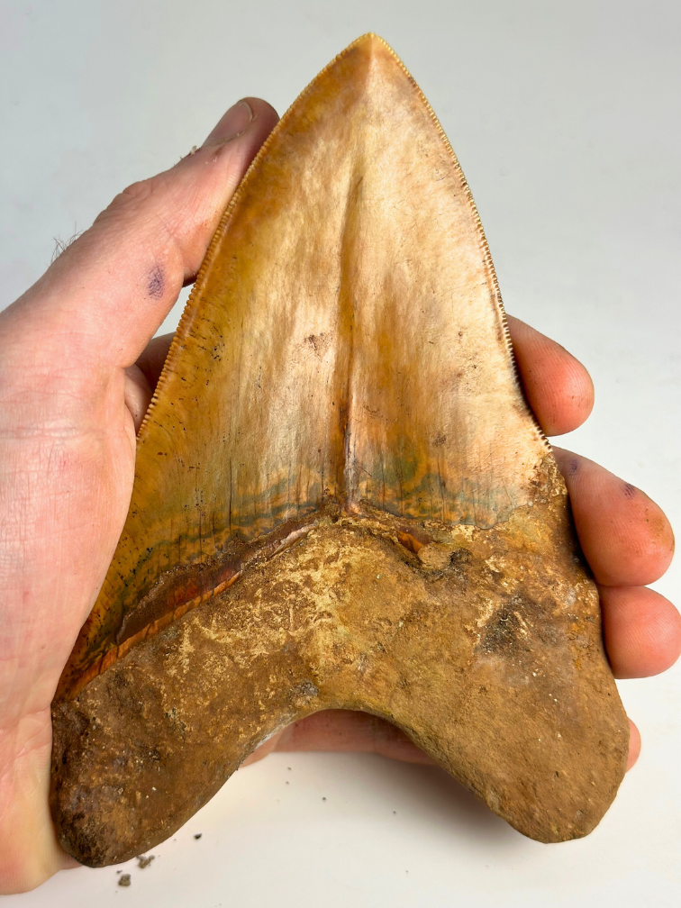 Dent de Megalodon "Fine Sand" (Indonésie) - 15,1 cm (5,94 inch)