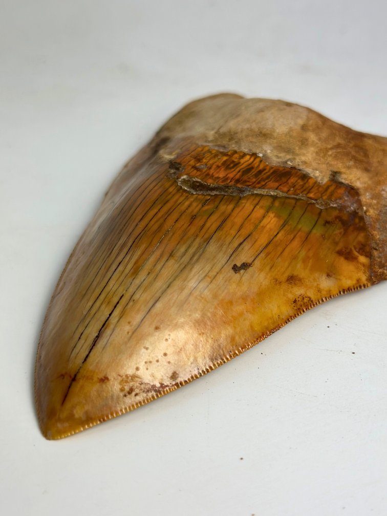Dent de Megalodon "Fine Sand" (Indonésie) - 15,1 cm (5,94 inch)