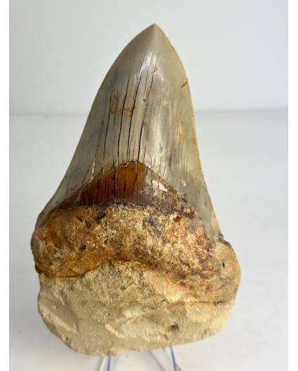 In Matrix - Megalodon Tooth ‘Excalibur in Stone’ (Indonesia) - 12,5 cm