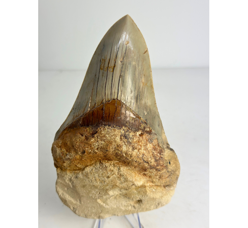 In Matrix - Megalodon Tand "Excalibur in Stone" (Indonesië) - 12,5 cm