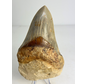 En Matrix - Diente de Megalodon «Excalibur in Stone» (Indonesia) - 12,5 cm