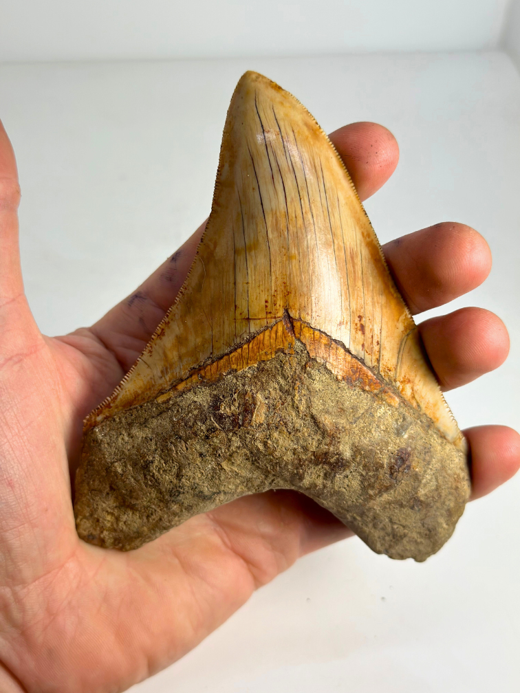 Megalodon-Zahn "Holy Stone" (Indonesien) - 13,5 cm