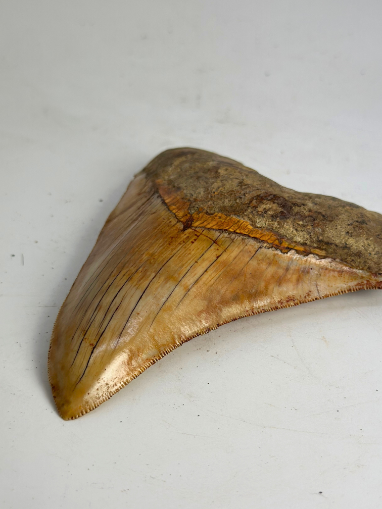 Megalodon tooth "Holy Stone" (Indonesia) - 13,5 cm