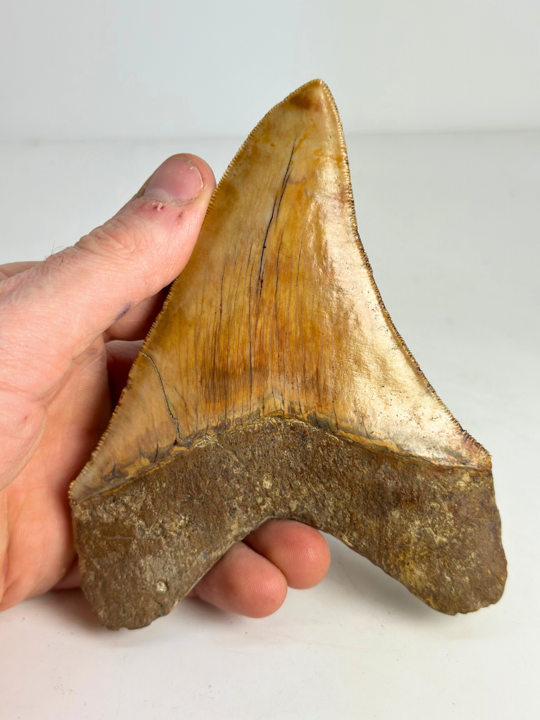 Megalodon tooth "Holy Stone" (Indonesia) - 13,5 cm