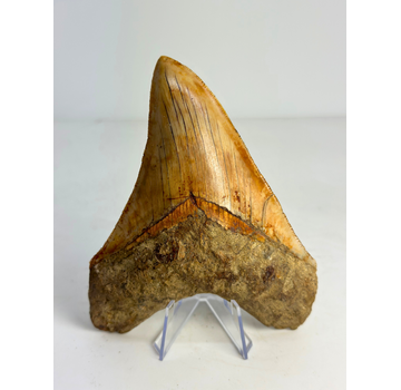 Dent de mégalodon "Holy Stone" (Indonésie) - 13,5 cm