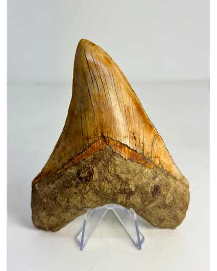 Megalodon tand "Holy Stone" (Indonesië) - 13,5 cm