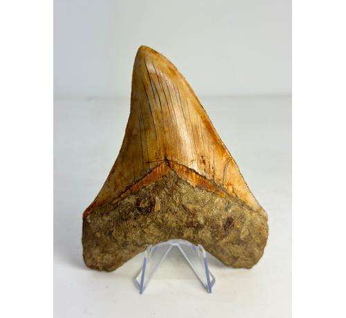 Megalodon-Zahn "Holy Stone" (Indonesien) - 13,5 cm