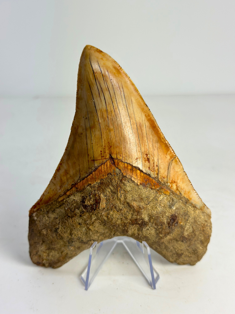 Megalodon tooth "Holy Stone" (Indonesia) - 13,5 cm