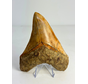 Megalodon tooth "Holy Stone" (Indonesia) - 13,5 cm