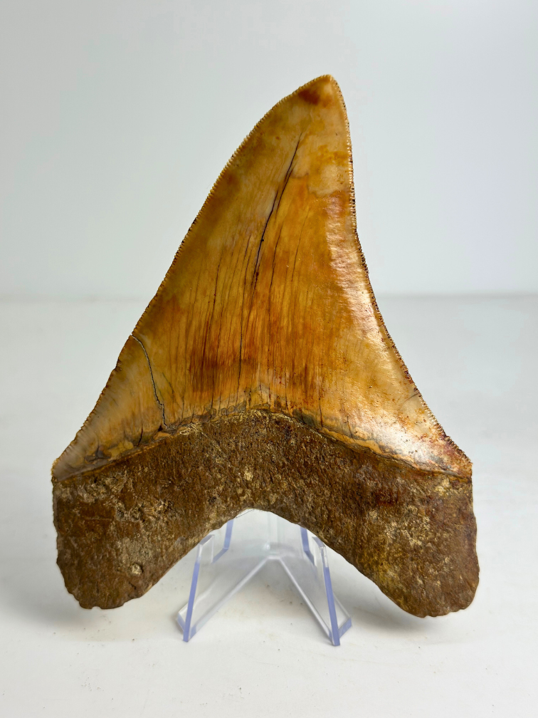 Megalodon tooth "Holy Stone" (Indonesia) - 13,5 cm