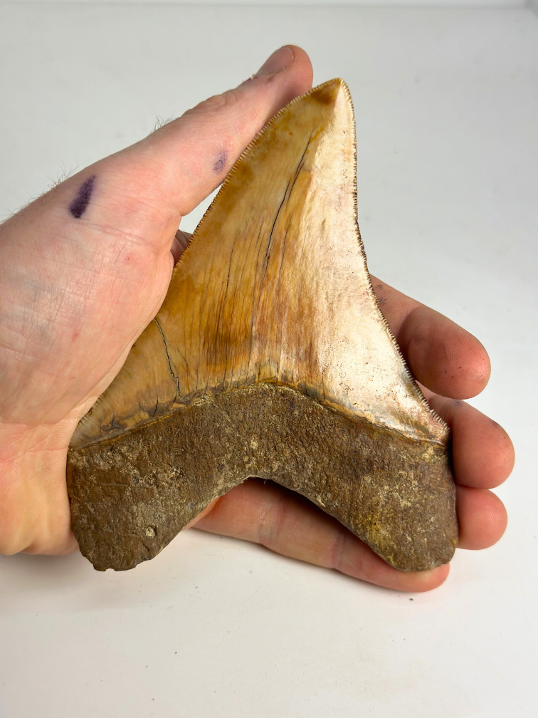 Megalodon tand "Holy Stone" (Indonesië) - 13,5 cm