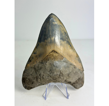 Megalodon-Zahn „Drachenkunde“ (Indonesien) - 13 cm