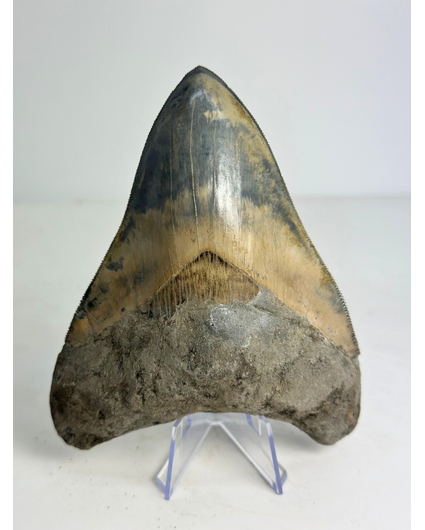 Dente di megalodonte “Dragon Lore” (Indonesia) - 13 cm