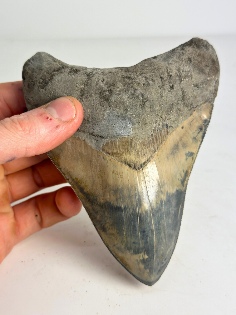 Megalodon Tooth ‘Dragon Lore’ (Indonesia) - 13 cm