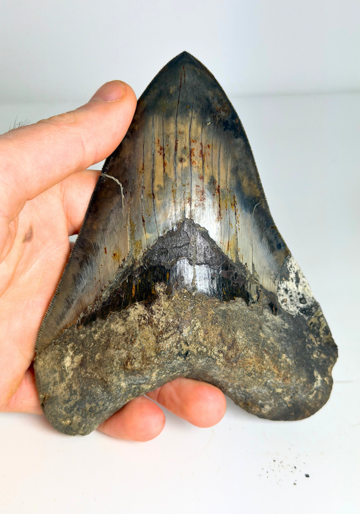 Megalodon tooth ''Elder Dragon'' (Indonesia) - 13,5 cm