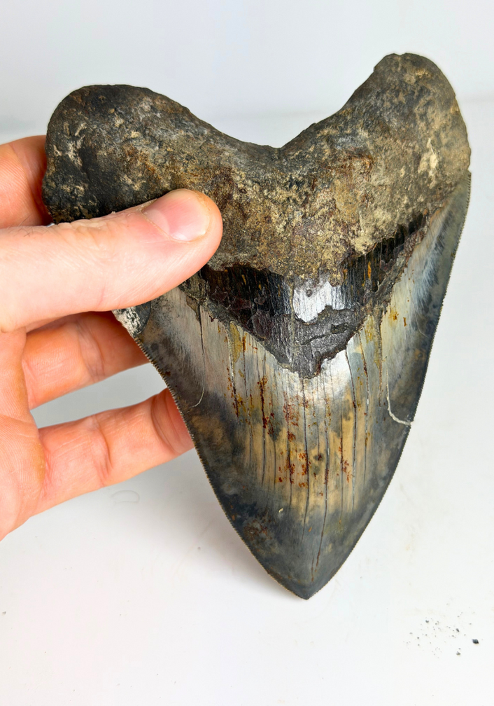 Megalodon tooth ''Elder Dragon'' (Indonesia) - 13,5 cm