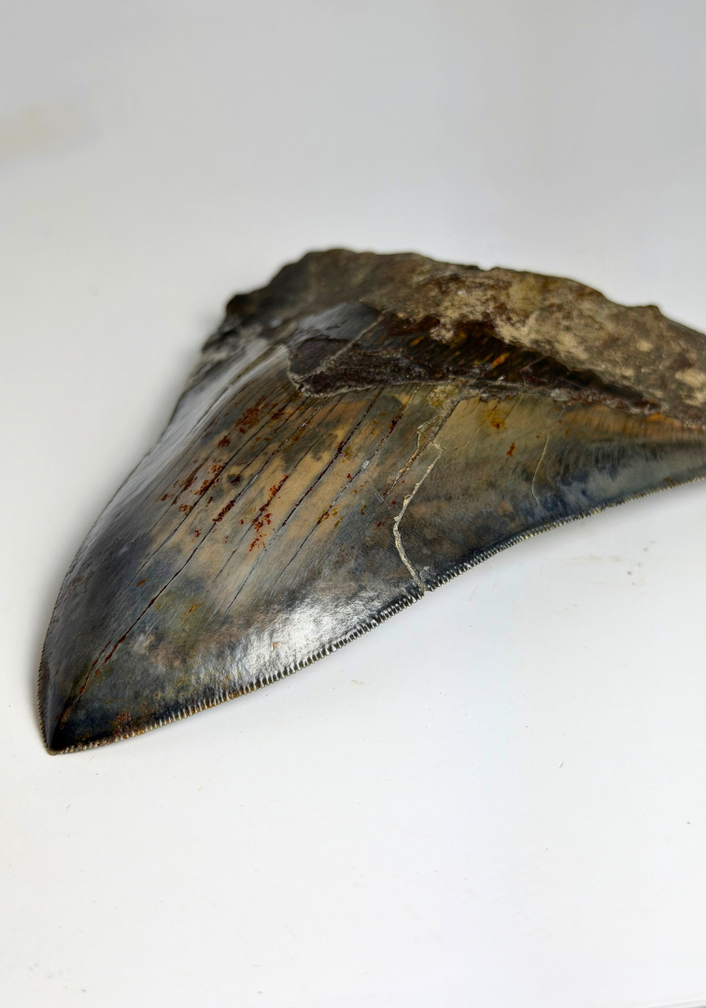 Megalodon tooth ''Elder Dragon'' (Indonesia) - 13,5 cm