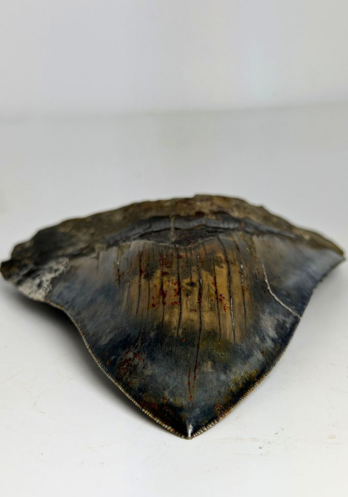 Megalodon tooth ''Elder Dragon'' (Indonesia) - 13,5 cm