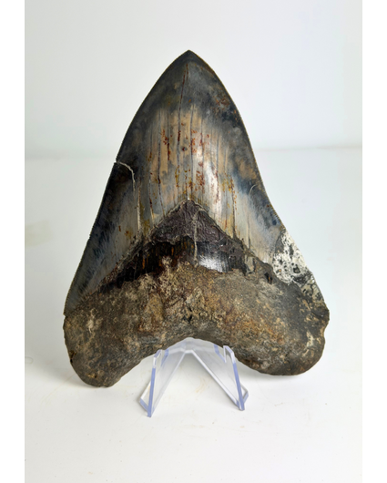 Dente di Megalodon ''Elder Dragon'' (Indonesia) - 13,5 cm