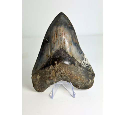 Megalodon tooth ''Elder Dragon'' (Indonesia) - 13,5 cm