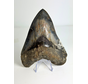Dente di Megalodon ''Elder Dragon'' (Indonesia) - 13,5 cm
