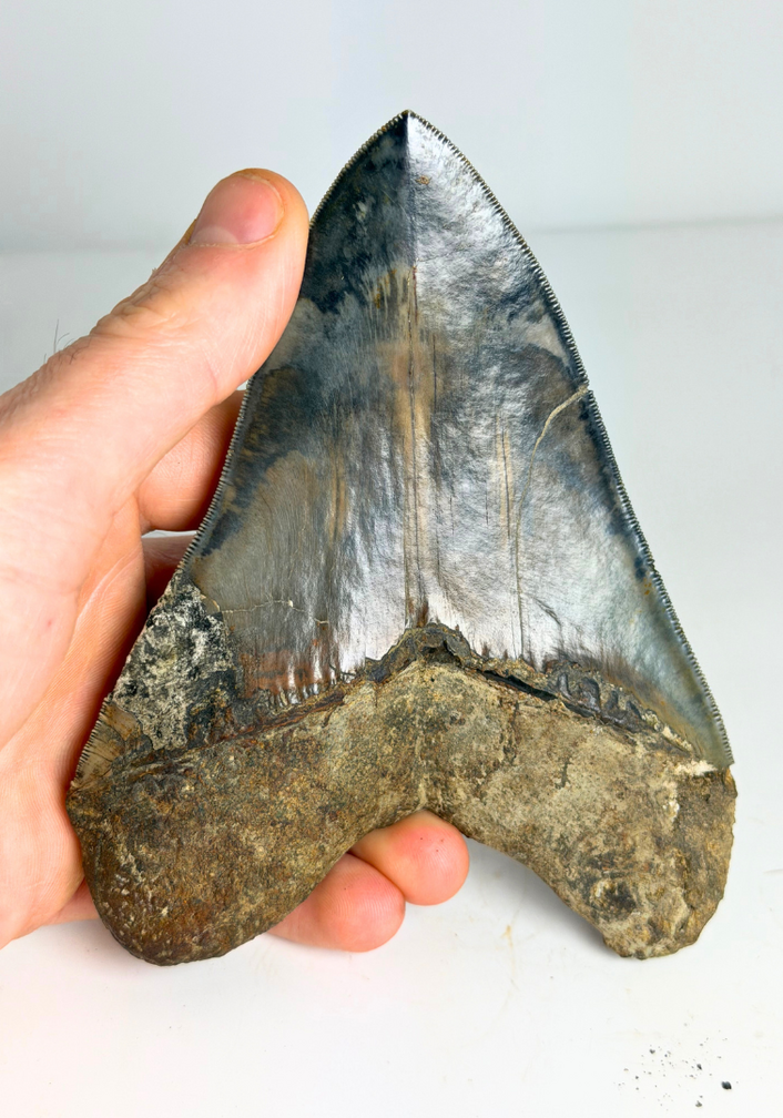 Megalodon tooth ''Elder Dragon'' (Indonesia) - 13,5 cm