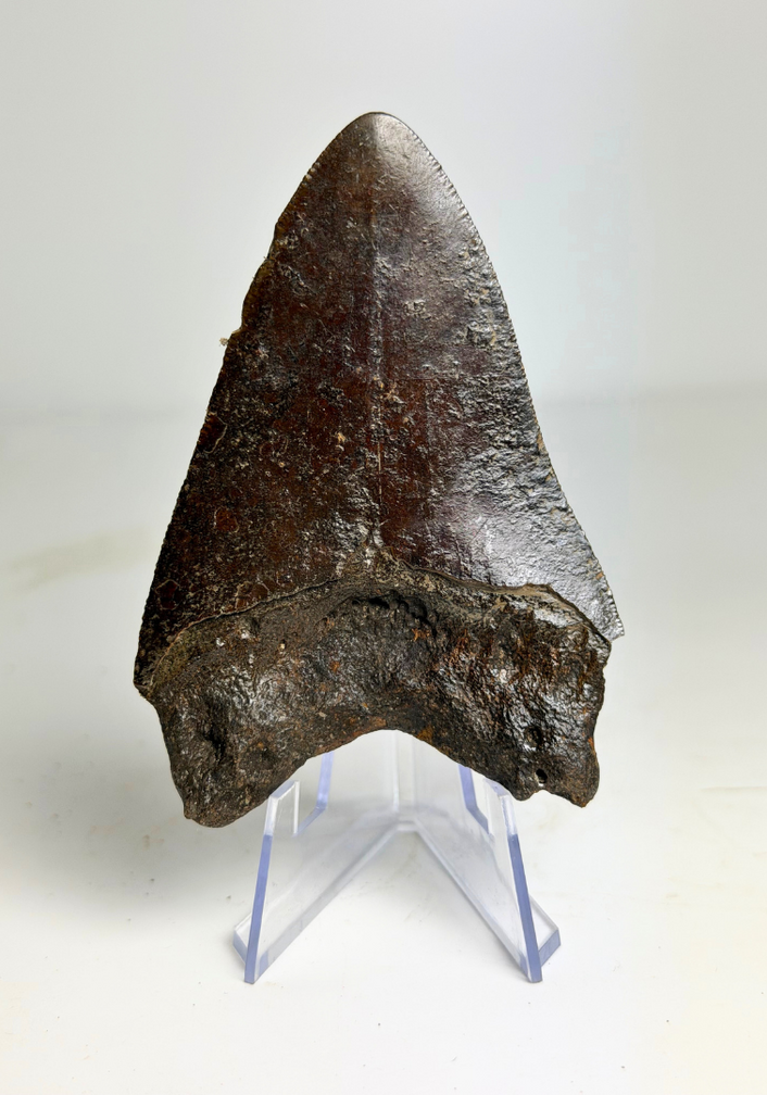 Diente de Megalodon "Black Widow" (US) - 8,2 cm