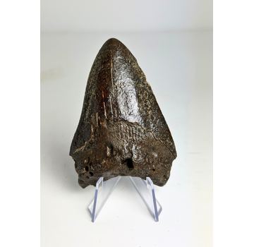 Megalodon-Zahn "Black Widow" (US) - 8,2 cm