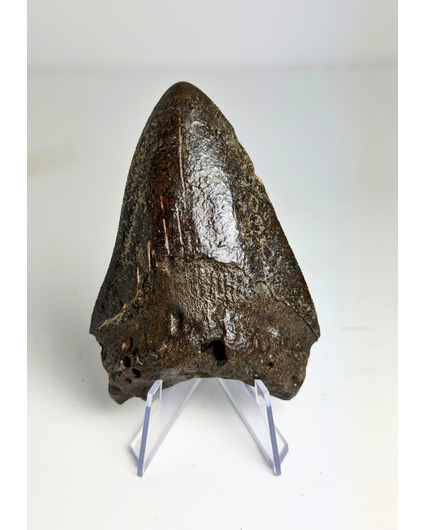 Megalodon-Zahn "Black Widow" (US) - 8,2 cm