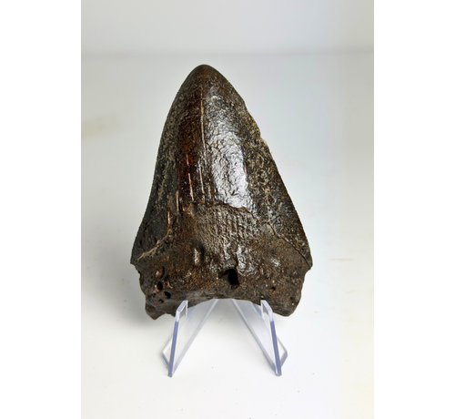 Megalodon tand "Black Widow" (VS) - 8,2 cm