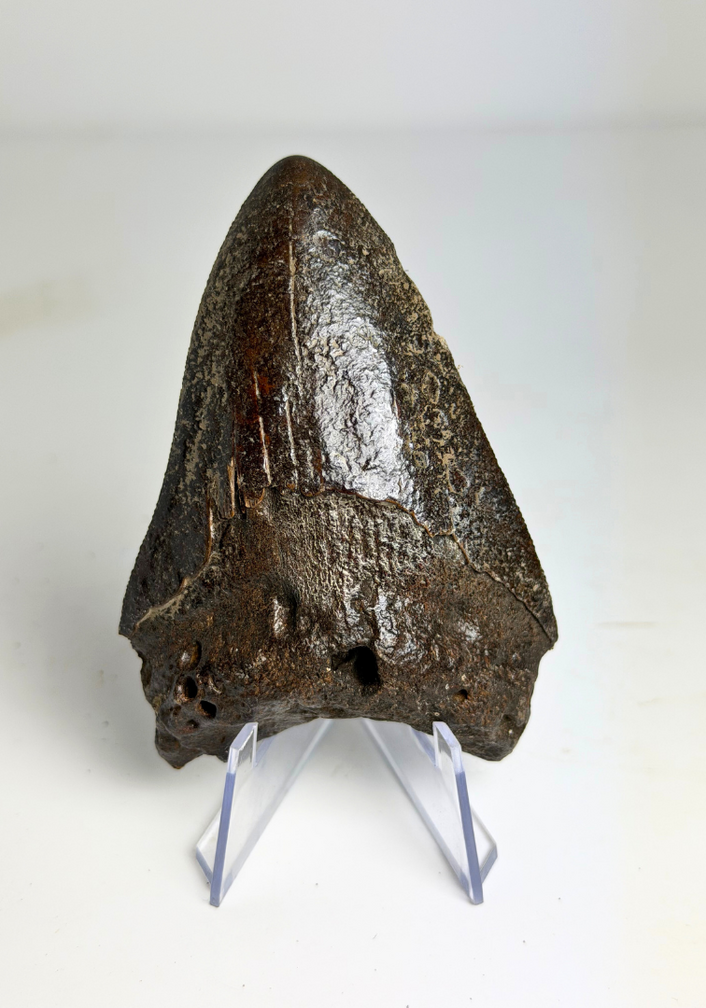 Diente de Megalodon "Black Widow" (US) - 8,2 cm