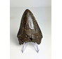 Megalodon tooth "Black Widow" (US) - 8.2 cm