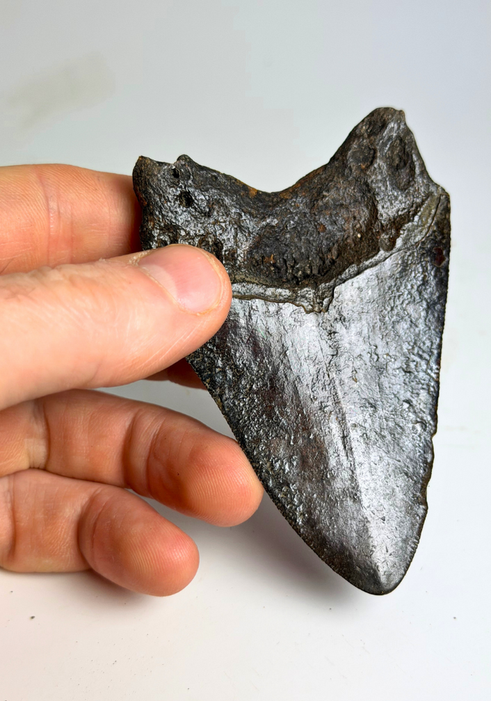 Diente de Megalodon "Black Widow" (US) - 8,2 cm