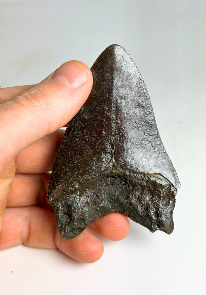 Megalodon-Zahn "Black Widow" (US) - 8,2 cm