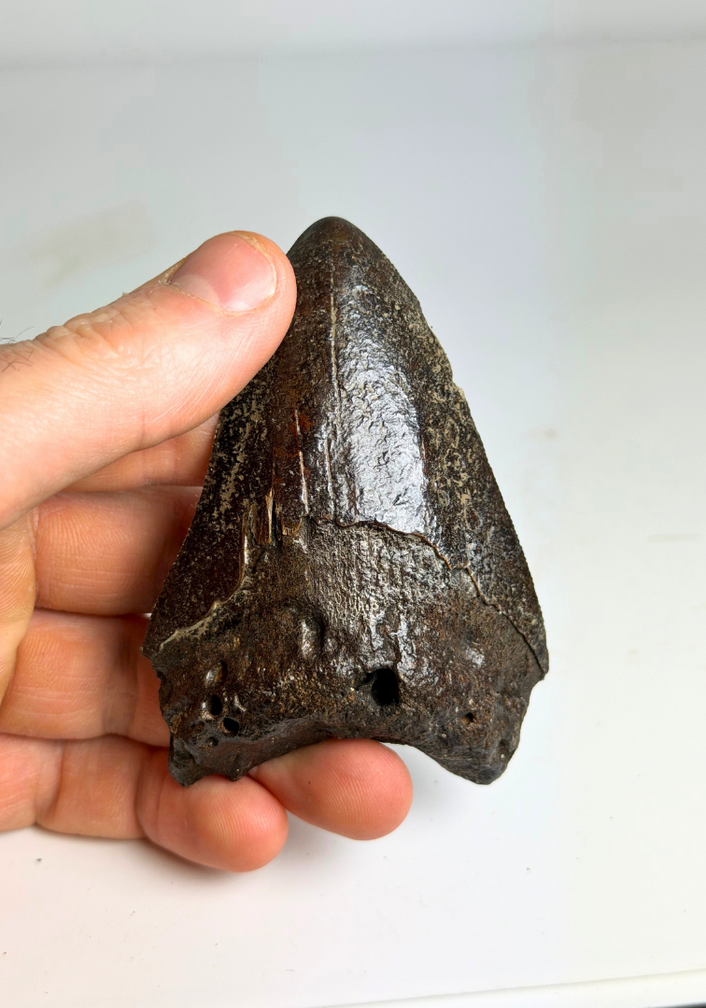 Diente de Megalodon "Black Widow" (US) - 8,2 cm