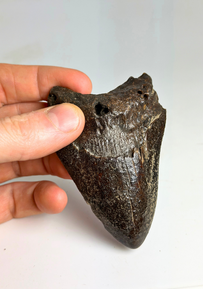 Diente de Megalodon "Black Widow" (US) - 8,2 cm