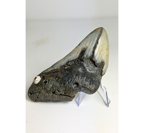 Dente di megalodonte "Lost Tales" (USA) - 12 cm
