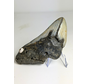 Megalodon Tooth "Lost Tales" (USA) - 12 cm