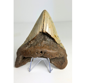 Megalodon Tand "The Mischief " (VS) - 11,2 cm