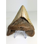 Dente di Megalodon "The Mischief " (USA) - 11,2 cm