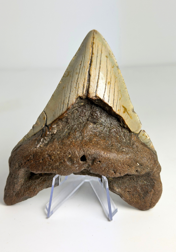 Dente di Megalodon "The Mischief " (USA) - 11,2 cm