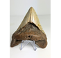 Megalodon-Zahn "The Mischief " (US) - 11,2 cm
