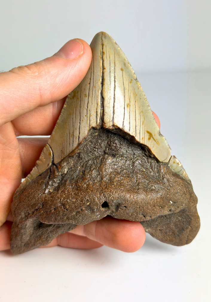 Dente di Megalodon "The Mischief " (USA) - 11,2 cm