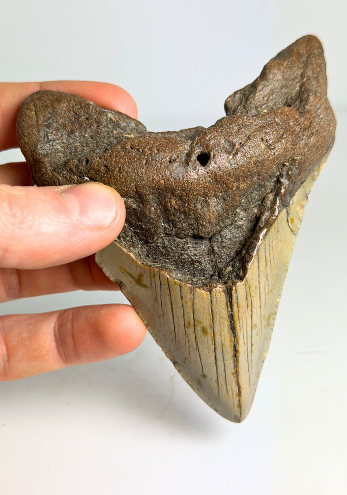 Dente di Megalodon "The Mischief " (USA) - 11,2 cm