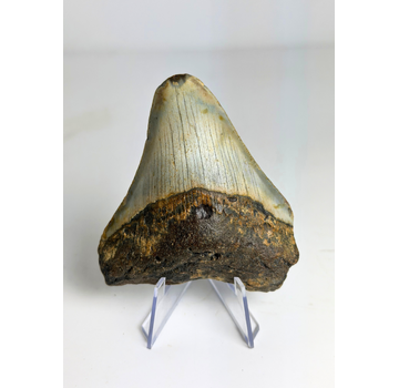 Dent de mégalodon "Prehistoric Times" (US) - 7,4 cm
