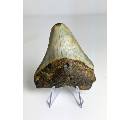 Megalodon Tand "Prehistoric Times" (VS) - 7,4 cm